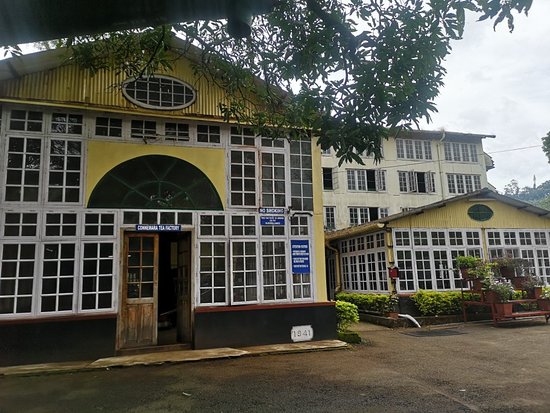 Tea Factory Tour